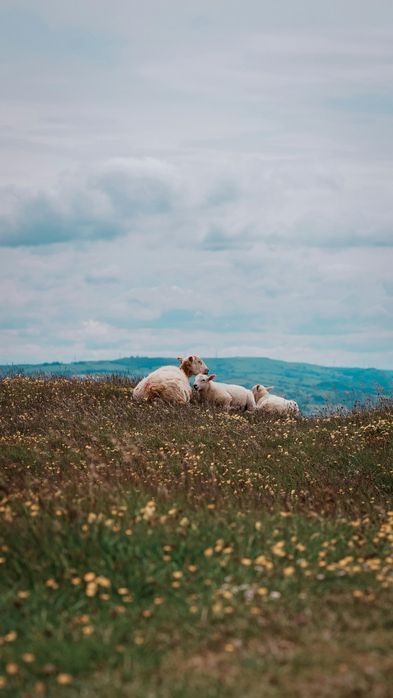 Achiziții miei cârlani oii