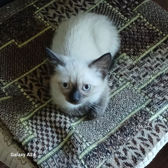 Отдам  котят в добрые руки