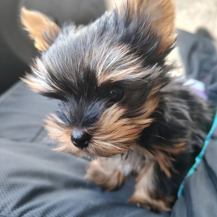 Йоркширски териер