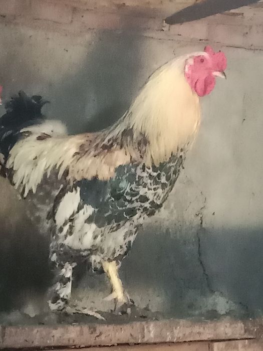 продам петухов годовалые