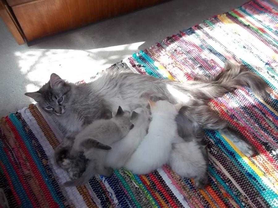 Невска маскарадна котка Neva Masquerade