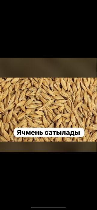 Продам чистый ячмень