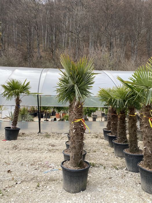 Palmier Trachycarpus Rezistenti la ingheț