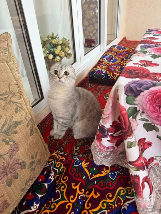 Продается кошка девочка