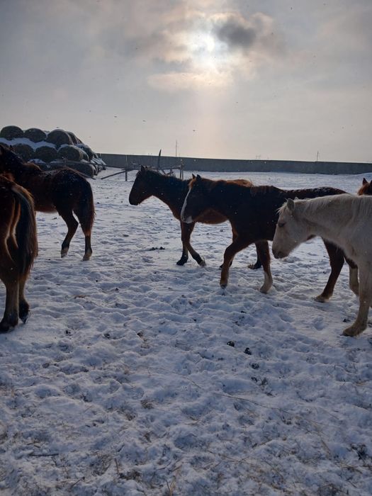 50 голов лошадей