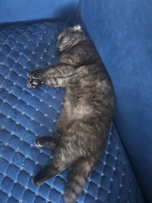 Отдам породистого кота