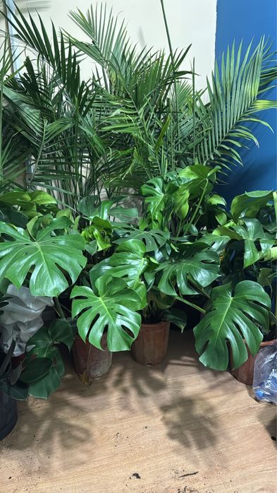 Комнатные растения для дома и офиса!