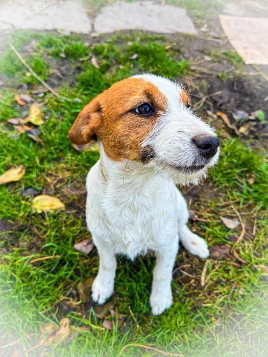 Щенок Джек Рассел терьер