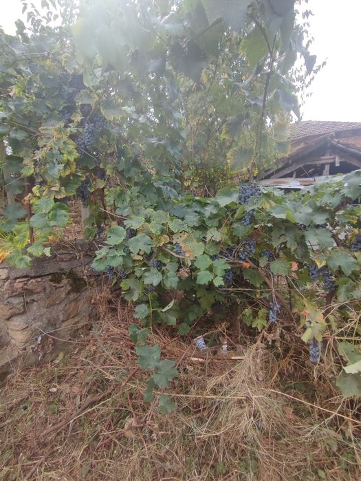 Продава се Къща в с. Отец Паисиево, Област Пловдив - 40 кв.м за 255 €/кв.м - Снимка #7