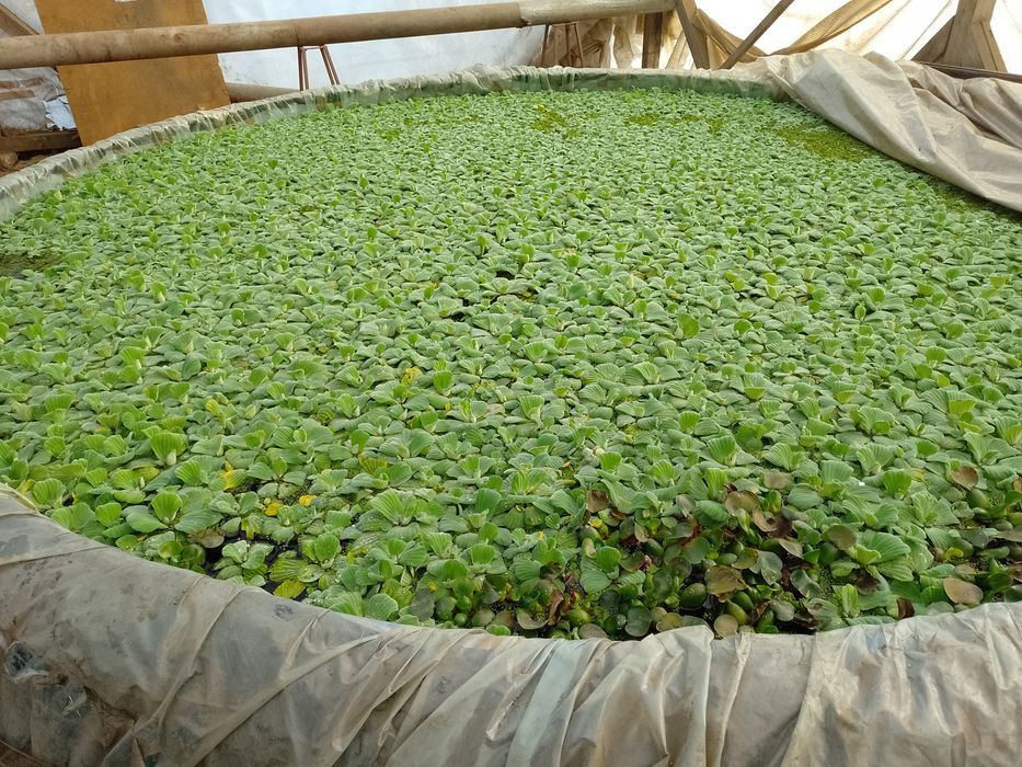 Salata de apa . Zambile de apa amazoniene, plante de apa pl