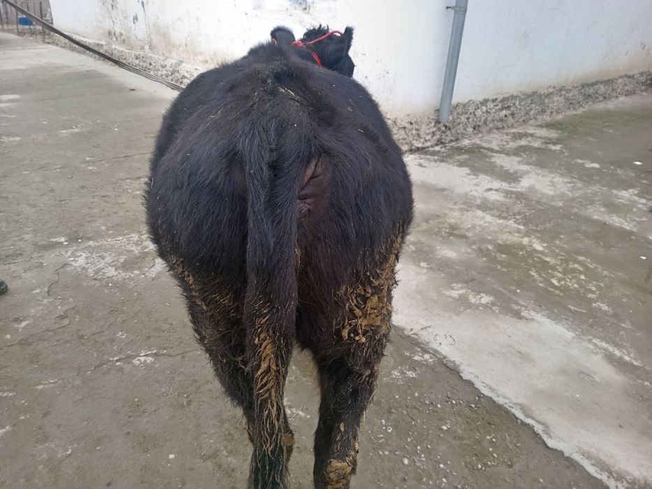 Продается Ангус телка