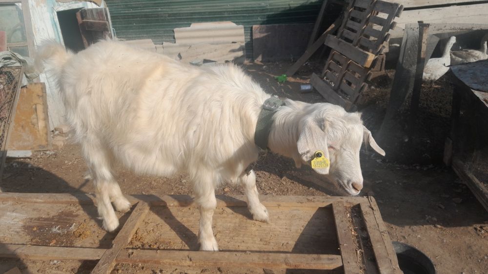 Куры гуси утки козы