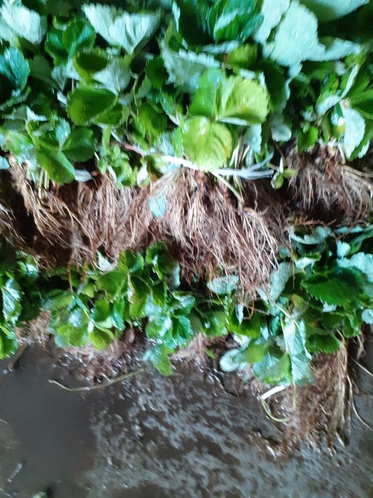 Разсад ягоди и малини