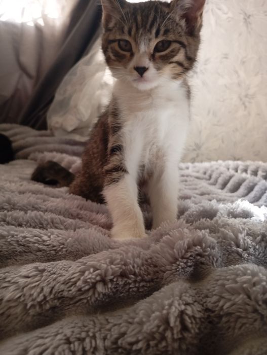 Отдам в добрые руки