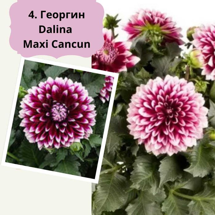 Георгины бордюрные (патио) вегетативные