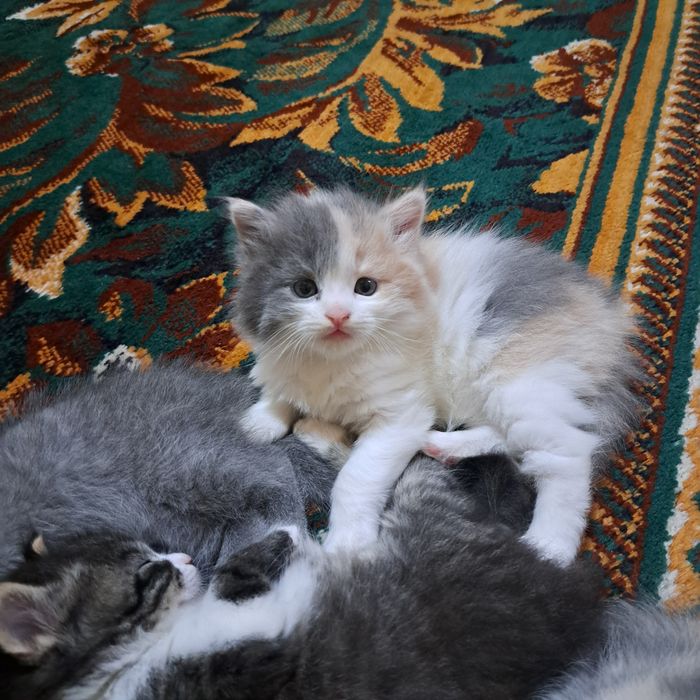 Котята 1.5 месяцев мама страйт
