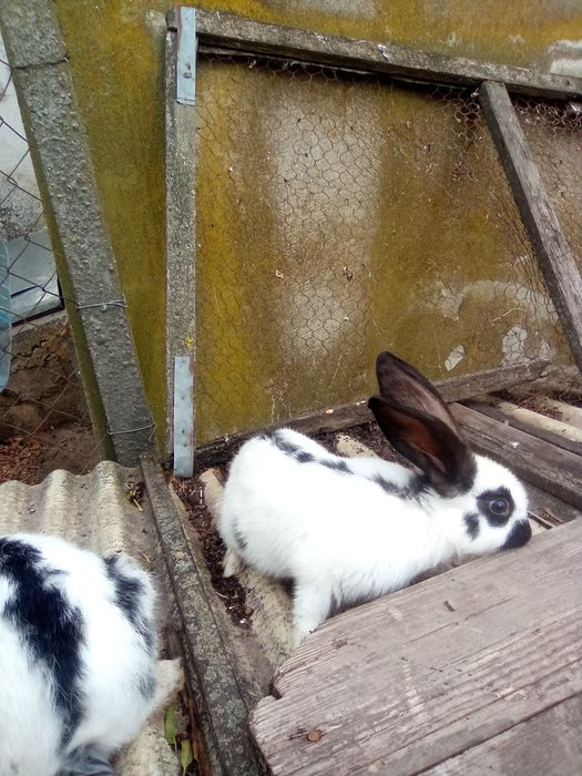 Vind O iepurita janet sí tineret