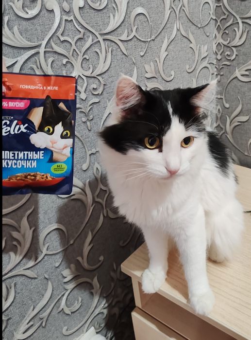 Продам домик для кота .