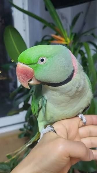 Пара Александрийских попугаев