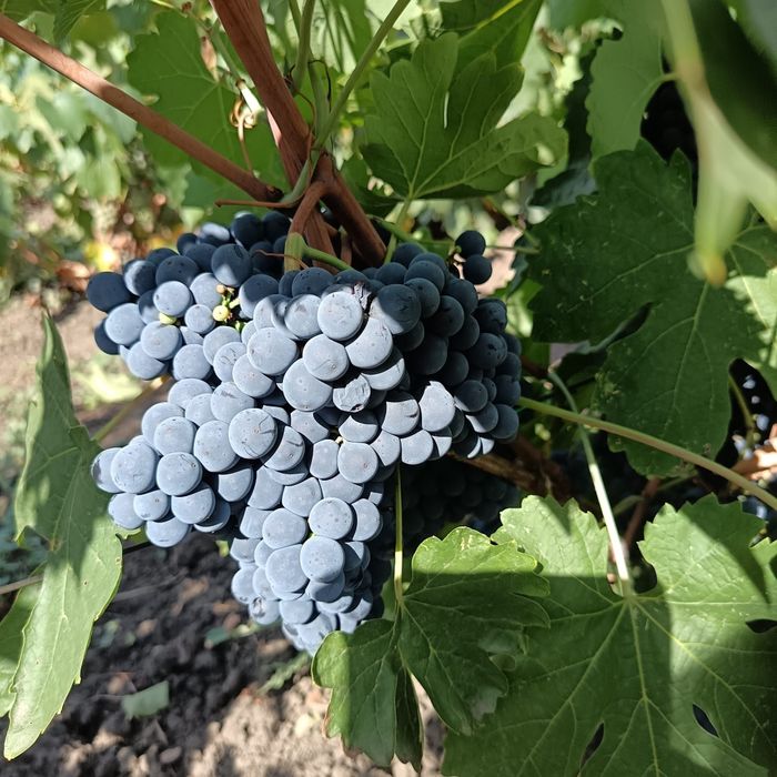 Struguri negri pentru vin