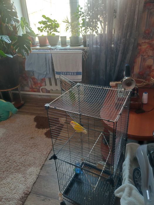 Продам папугаев вместе с клетко