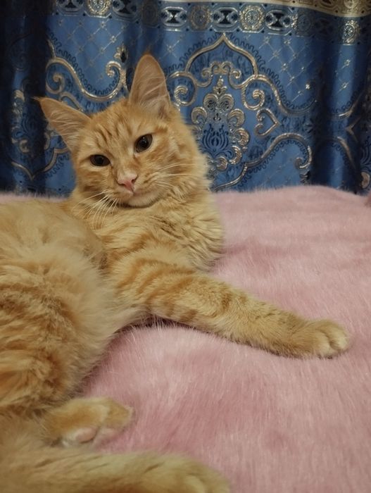 Бесплатно, котенок