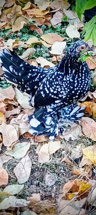 Ouă incubat,mi de flori Lemon și negru bobat!