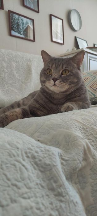 Котенок (девочка) шотладская