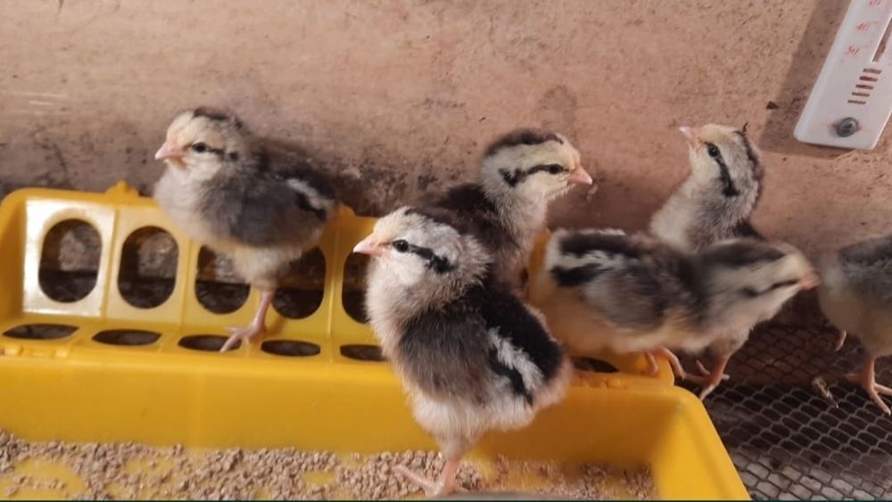 Цыплята, птицы, куры