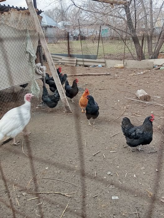 Инкубационные яйца