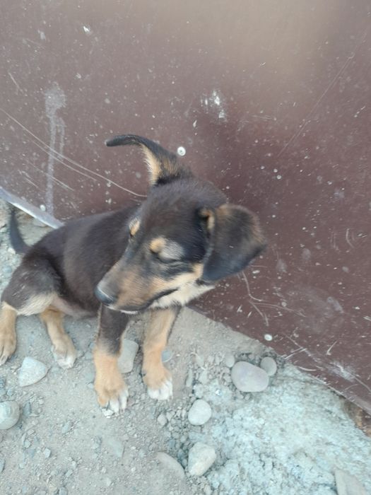 Кушык овчарка сатам