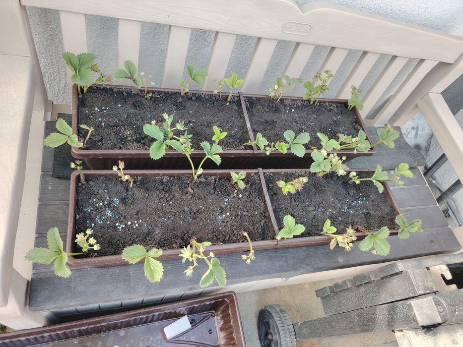 Stoloni capsune butasi produc tot anul unifere