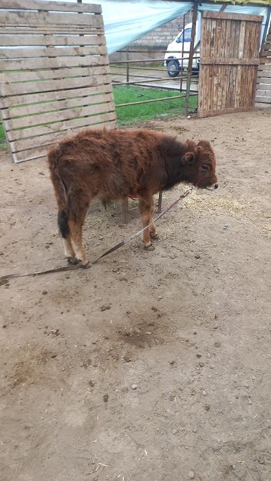 Новос бузокча сотилади