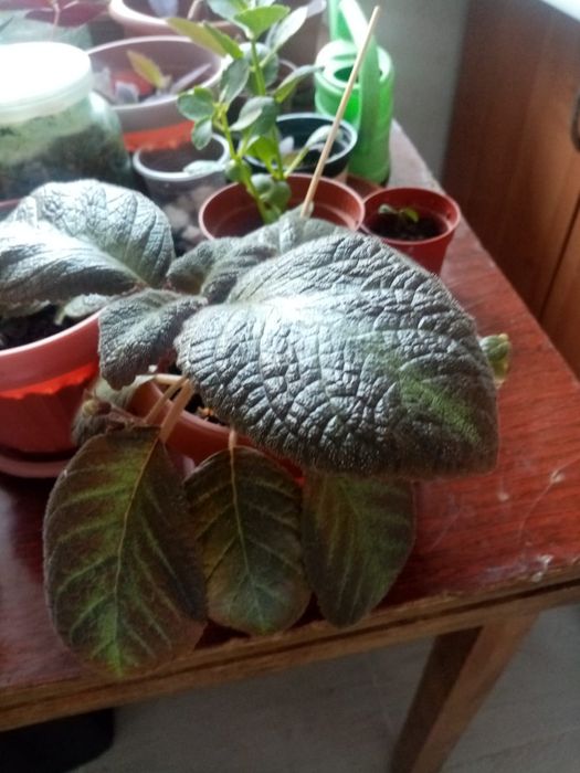 Продаю комнатные цветы