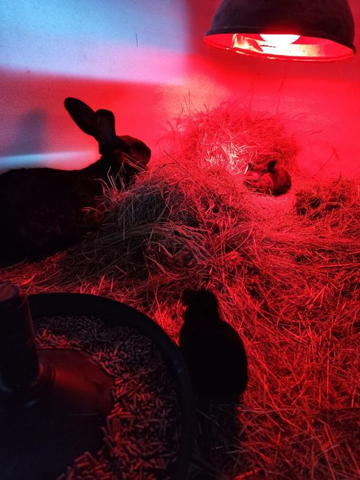 Vând iepurași german-fluture