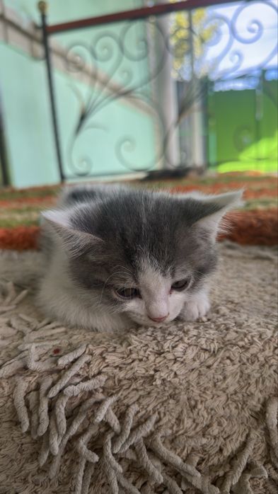 Отдам котят в хорошие руки