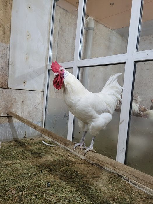 Продам курей Бресс гальская