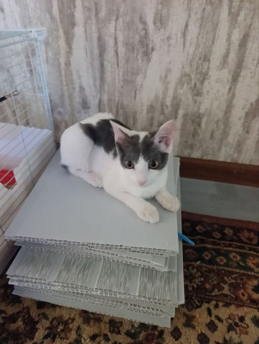 Mushuk bolachasi