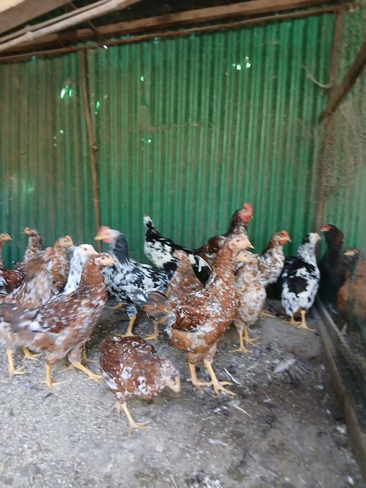 Pui Tineret, pita pinta asturiana, marans