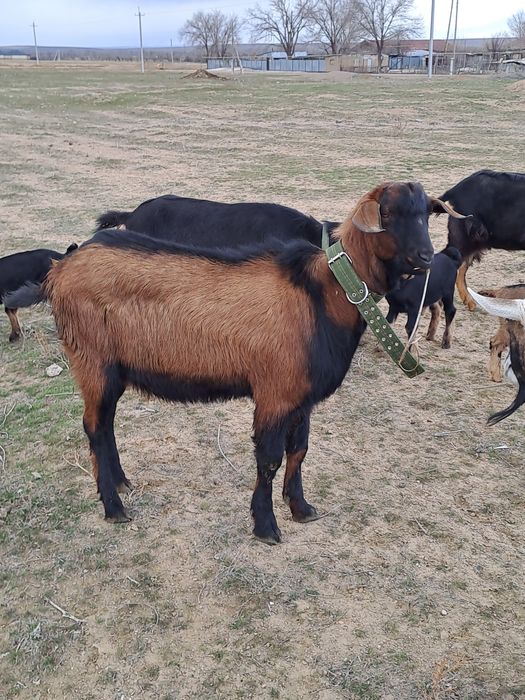 Козлята молочной породы.