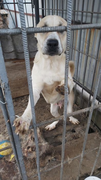 Алабай сучка (Кер каплан)