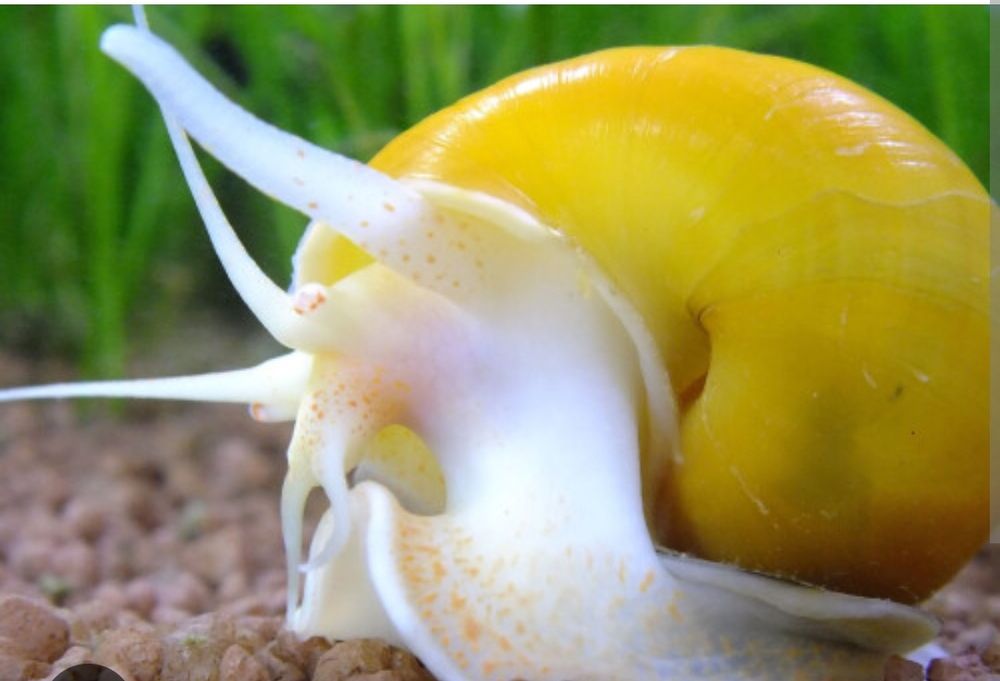 Улитка Ампуллярия