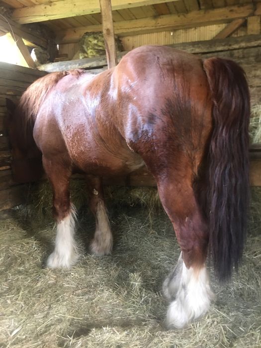 Vand cal  ardenez 2,5 ani