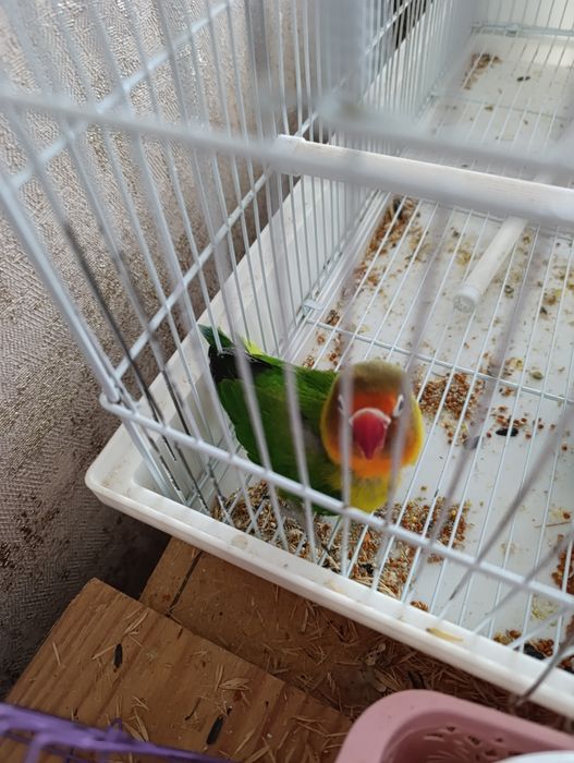 Попугай Корела инеразлучник