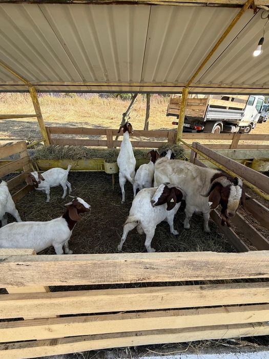 Capre rasa Boer,adulte și iezi