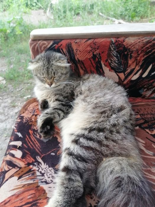 Отдам кота в хорошие руки