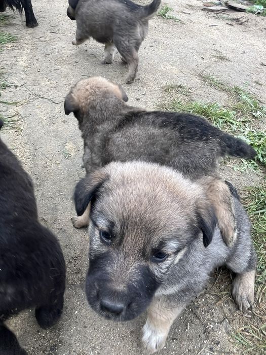 Щенята красивые