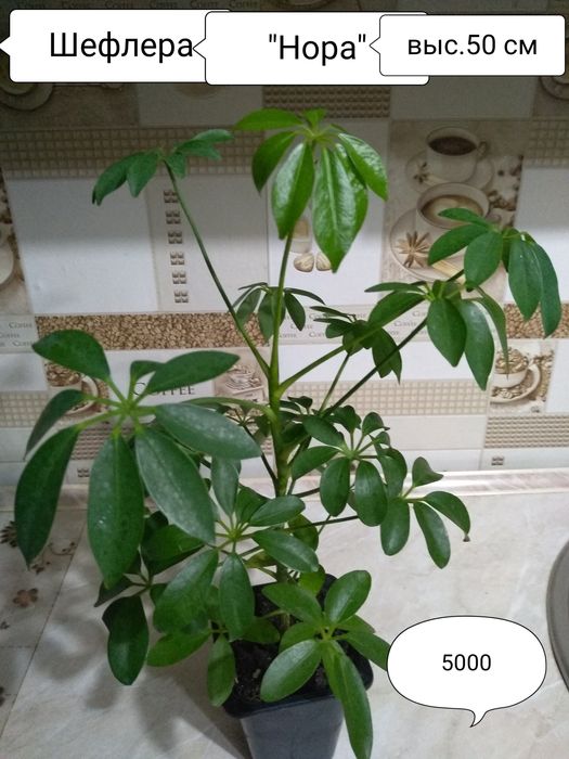 Продам комнатные растения