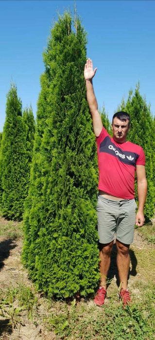 Plante Veșnic Verzi de Elită – Direct din Cultură