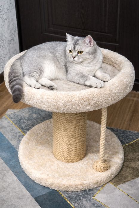 Чистокровная британская кошечка Silver 6 месяцев, элитный окрас